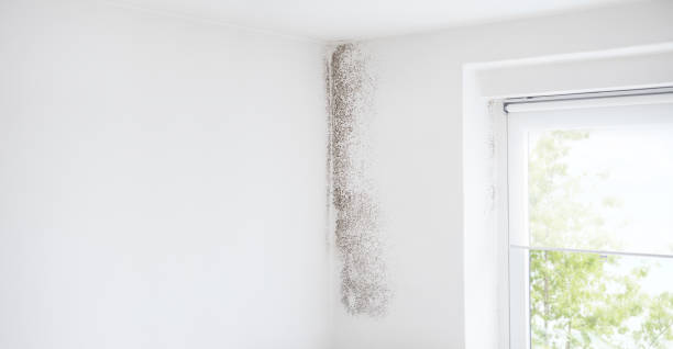 Best Environmental Consulting for Mold Prevention  in Flemingsburg, KY